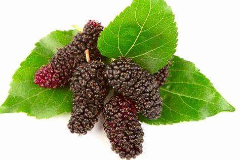 OIP DALBEYOĞLU BİTKİSEL Doğal Karadut Özü 670 gr - Görsel 5