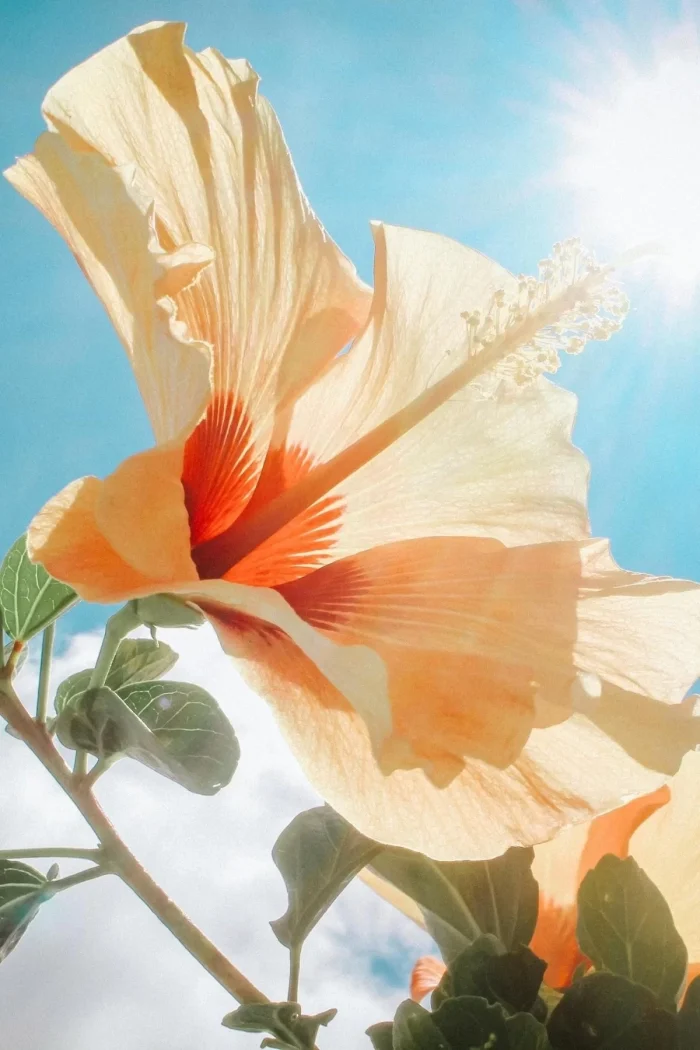 amber-romantik-oda-ve-camasir-spreyi-199486629-sw1200sh1800 AURAN Amber Romantik Oda ve Çamaşır Spreyi Ortam ve Kumaş Kokusu 500 ml - Görsel 2