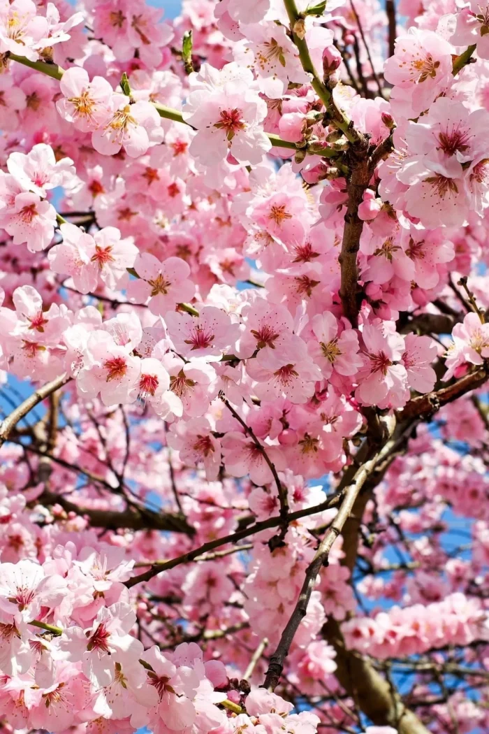 japon-kiraz-cicegi-oda-ve-camasir-spreyi-160565696-sw1200sh1800 AURAN Japon Kiraz Çiçeği Oda ve Çamaşır  Spreyi Ortam ve Kumaş Kokusu 500 ml - Görsel 2