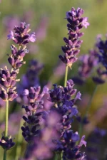 AURAN Lavanta Oda ve Çamaşır Spreyi Ortam ve Kumaş Kokusu 250 ml - Görsel 2