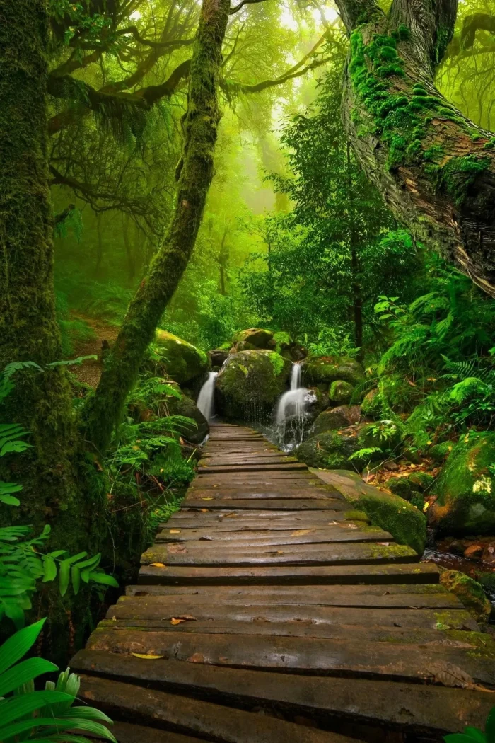 yagmur-ormanlari-oda-ve-camasir-spreyi-250ml-283825457-sw1200sh1800 AURAN Yağmur Ormanları Parfümlü Oda Ve Çamaşır Spreyi Ortam Ve Kumaş Kokusu 250 ml - Görsel 2